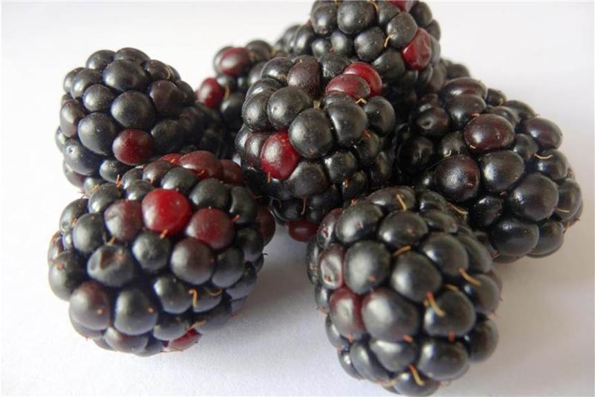 Damit Brombeeren länger frisch schmecken, sollte man sie nebeneinander auf einem Teller im Kühlschrank lagern. Foto: Andrea Warnecke