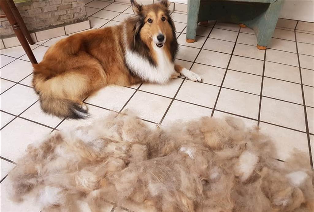 Barbaras Hundestübchen darf auch im Lockdown Vierbeiner frisieren Damit die Haut des Hundes atmen kann, ist ein Besuch beim Hundefriseur in regelmäßigen Abständen notwendig.