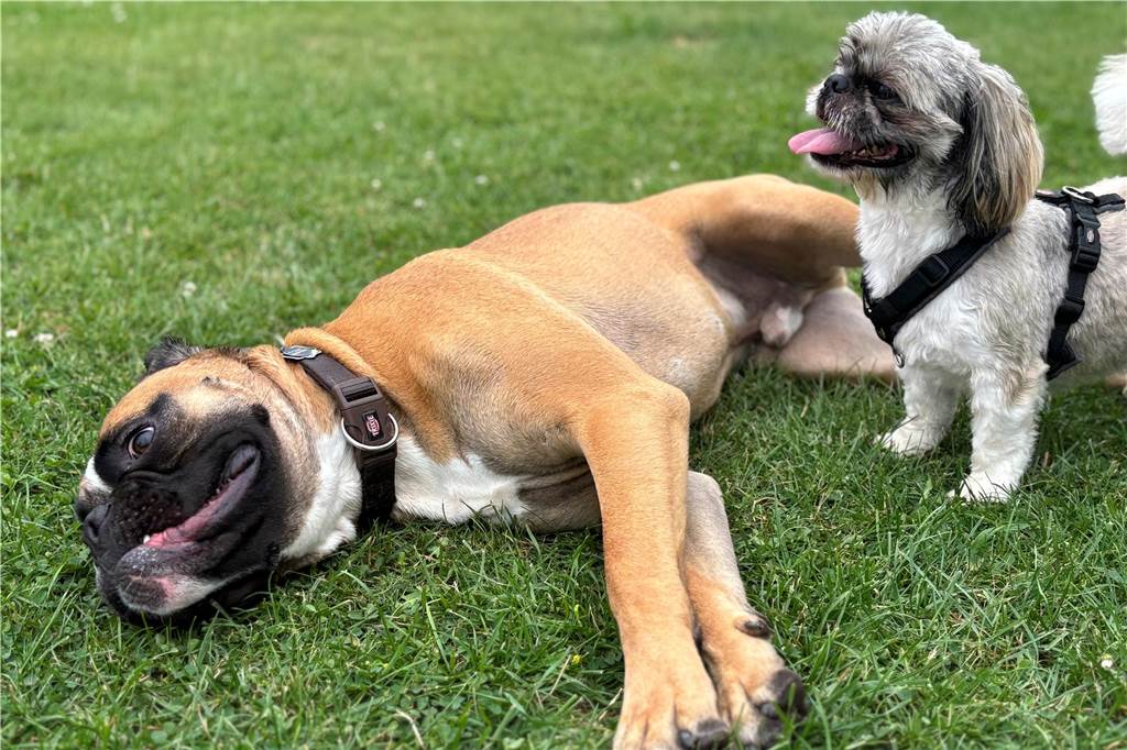 Ein Ort für Austausch: Legdener Hundewiese gilt als beliebtes Ziel Hunde auf der Legdener Hundewiese