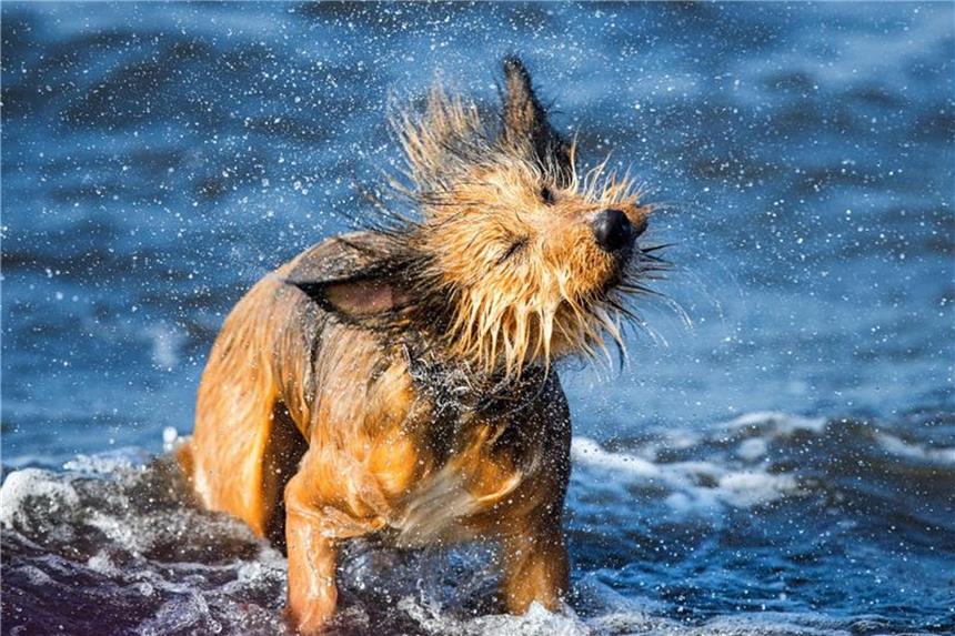 Hund und Katze vor Urlaubsreise kennzeichnen lassen Damit Mensch und Tier einander wieder finden, sollten sie sich im Urlaub mal aus den Augen verlieren, ist eine Kennzeichnung und Registrierung des Haustiers sinnvoll. Foto: Jens Büttner