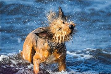 Damit Mensch und Tier einander wieder finden, sollten sie sich im Urlaub mal aus den Augen verlieren, ist eine Kennzeichnung und Registrierung des Haustiers sinnvoll. Foto: Jens Büttner