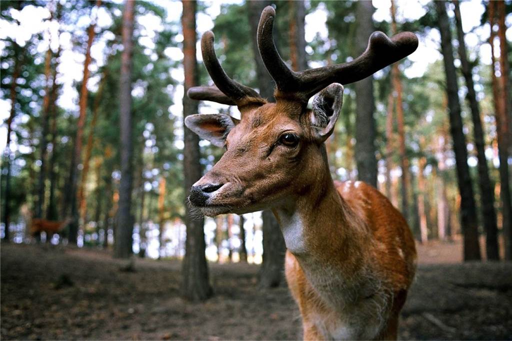 Tiere aus der Nähe beobachten: Tierparks & Streichelzoos in der Umgebung Damwildgehege bringen jeden zum Staunen!