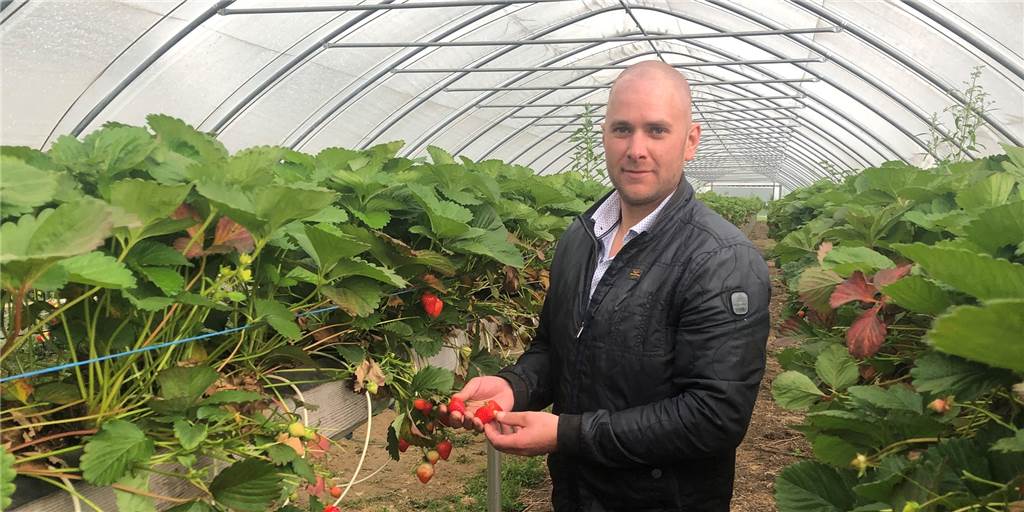 Niedrige Einzelhandelspreise: Daniel Geesink aus Vreden verkauft Erdbeeren lieber direkt Daniel Geesink ärgert sich über die Preise, die der Einzelhandel für Erdbeeren zahlt.