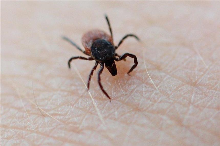 FSME-Risiko durch Zeckenstich steigt im Norden Dank des warmen Frühlingswetters lauern wieder Zecken im Gras und Unterholz. Die von ihnen übertragene Frühsommer-Meningoenzephalitis (FSME) breitet sich auch im Norden Deutschlands aus. Foto: Daniel Reinhardt