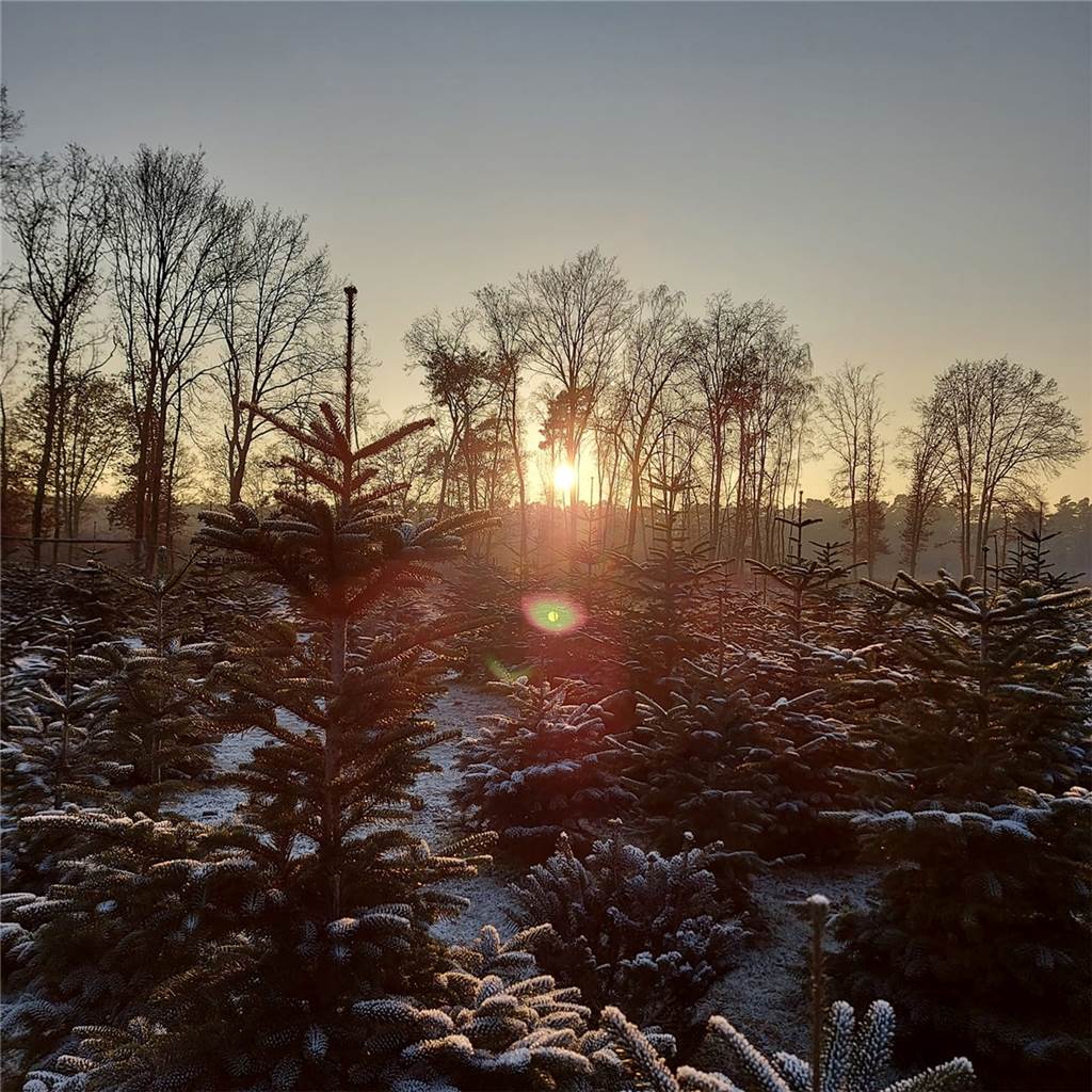 Weihnachtsbäume mit Frost