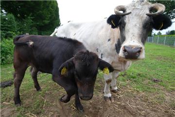Darum geht der Streit: die Kuh mit ihrem Kalb auf der Wiese in Wüllen.