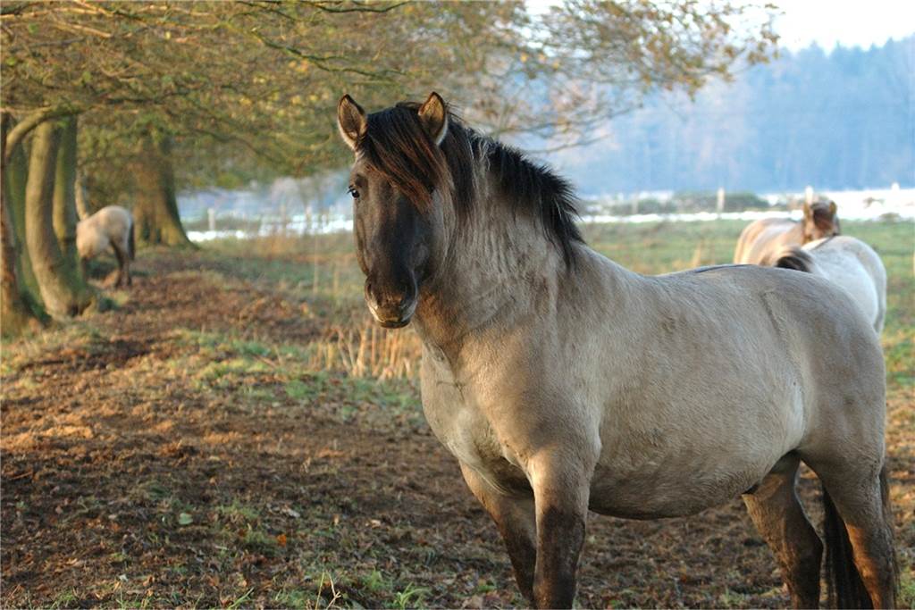 „Es gab keinen Grund, misstrauisch zu werden“: Nabu schickte Pferde zu Mecke Das Archivbild zeigt Konik-Pferdes des Nabu in der Emmerbachaue.
