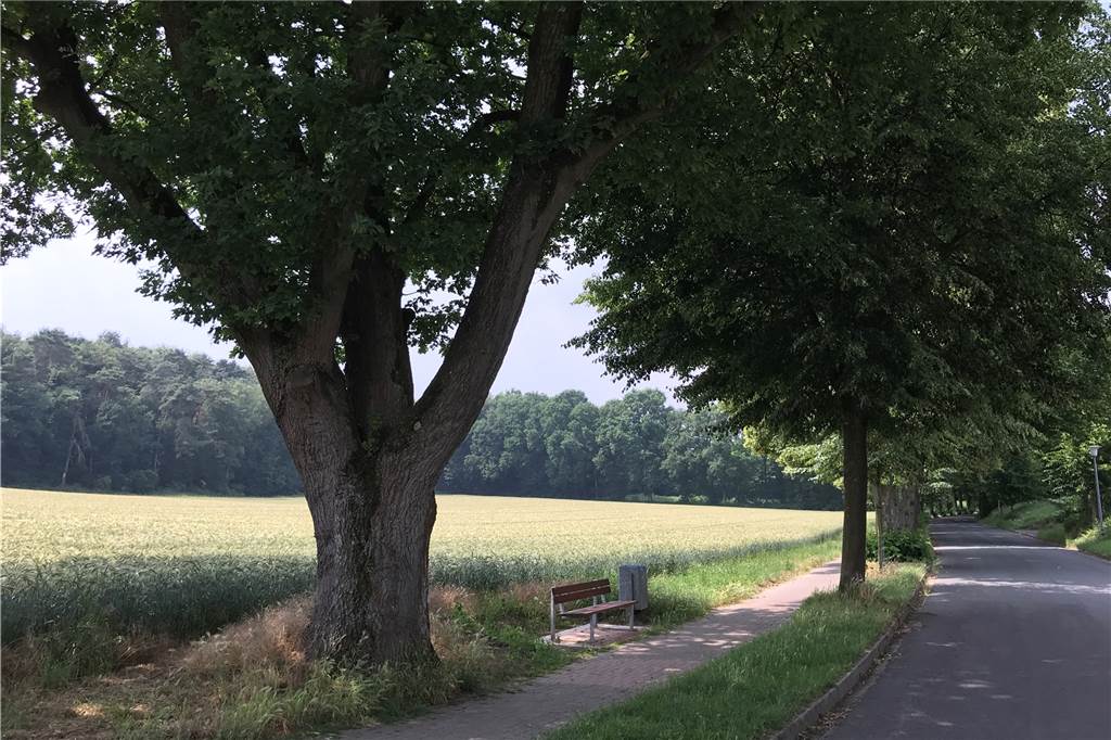 Baugebiet Zum Nesberg in Haltern: Nun geht die Planung doch weiter Baugebiet Zum Nesberg