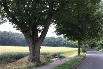 Das Baugebiet Zum Nesberg, in dem das Mehrgenerationenprojekt entstehen könnte, liegt an der Sundernstraße vor dem Stadtforst.