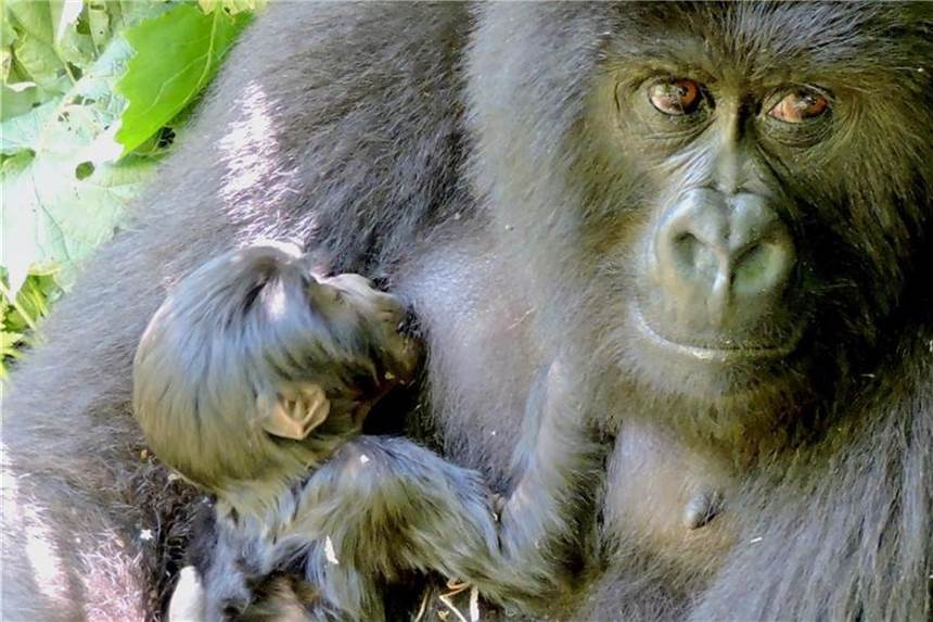 Nachwuchs bei bedrohten Berggorillas im Ost-Kongo Das Berggorilla-Weibchen Anangana hält im Virunga Nationalpark im Ost-Kongo ihre neugeborene Tochter im Arm. Foto: Virunga National Park