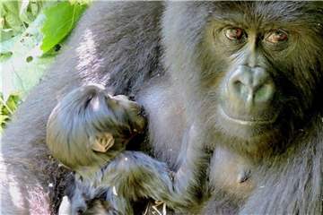 Das Berggorilla-Weibchen Anangana hält im Virunga Nationalpark im Ost-Kongo ihre neugeborene Tochter im Arm. Foto: Virunga National Park