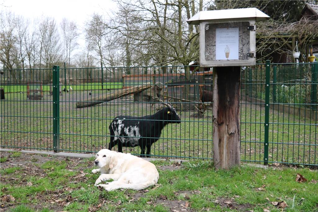 Abkühlung im Grünen: Softeis-Schmaus am Fachwerkhaus in Kirchhellen Das Besucheraufkommen am Fachwerkhaus ist aufgrund des kleinen Zoos mit Ziegen, Enten und Hühnern ohnehin seit vielen Jahren groß.