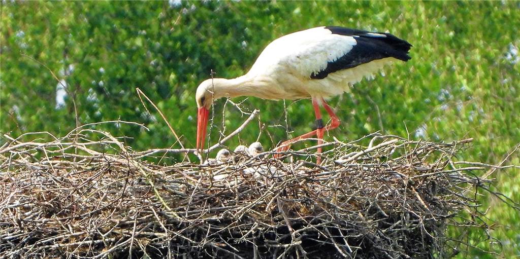Störche in Olfen: Nachwuchs für den Klapperstorch ist da Das Beweisfoto: drei Küken im Nest. Bernhard Wiefel hat das Foto am Floßanleger in Olfen gemacht. Später zeigte sich, dass es sogar vier Küken sind.