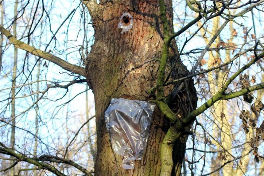 Fledermäuse ausgesperrt: Neuer Streit am Tagebau Hambach Das Bild zeigt eine verschlossene Baumhöhle. Foto: Dirk Jansen/Bund für Umwelt und Naturschutz