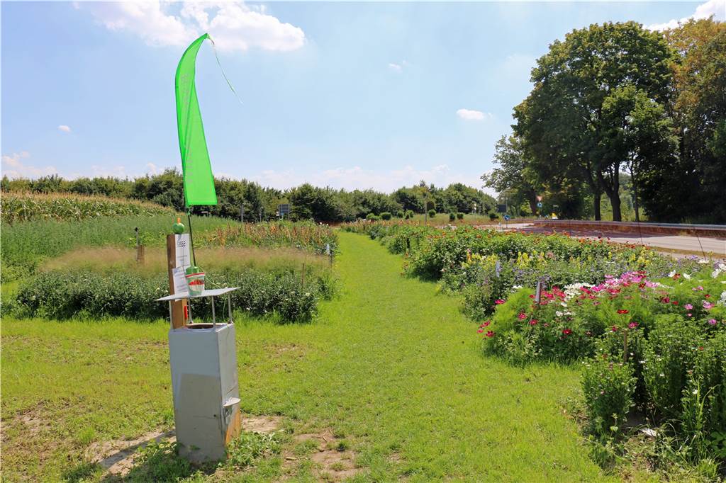 Blumen selbst pflücken gehen - das ist jetzt auch in Werne möglich Das Blumenfeld ist circa 1000 Quadratmeter groß und gegen Schädlinge mit einem Zaun geschützt.