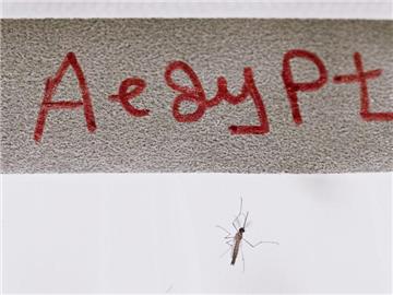 Das Chikungunya-Fieber wird wie Zika von der Moskito-Art Aedes aegypti übertragen. Foto: Christian Bruna