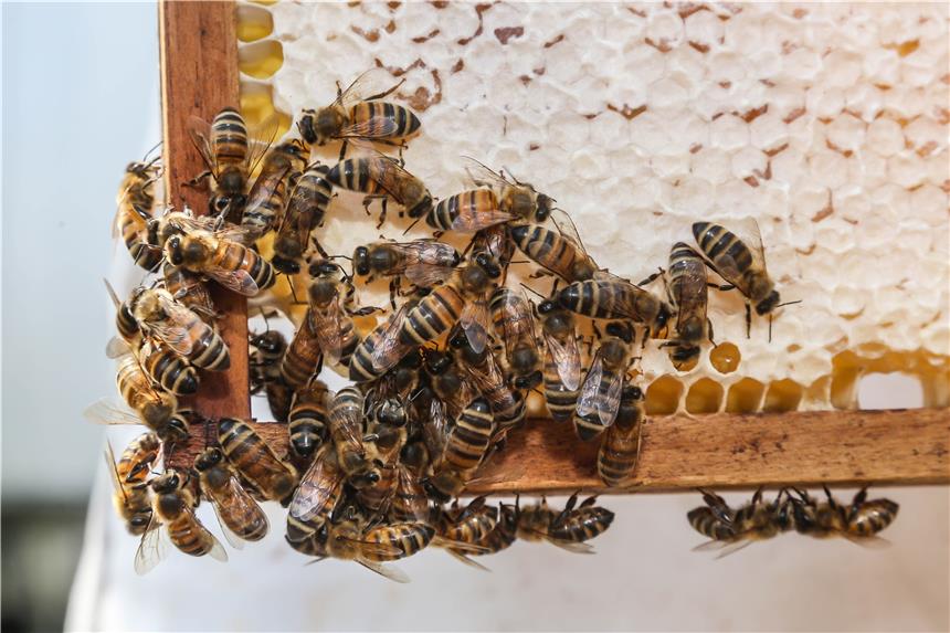 Noch in diesem Jahr gibt es „Thier-Honig“ zu kaufen Das Dach der Thier-Galerie bietet die idealen Vorraussetzungen für die Bienen: viel Sonne und viel Grün. Aus ursprünglich zwei Bienenstöcken wurden fünf.