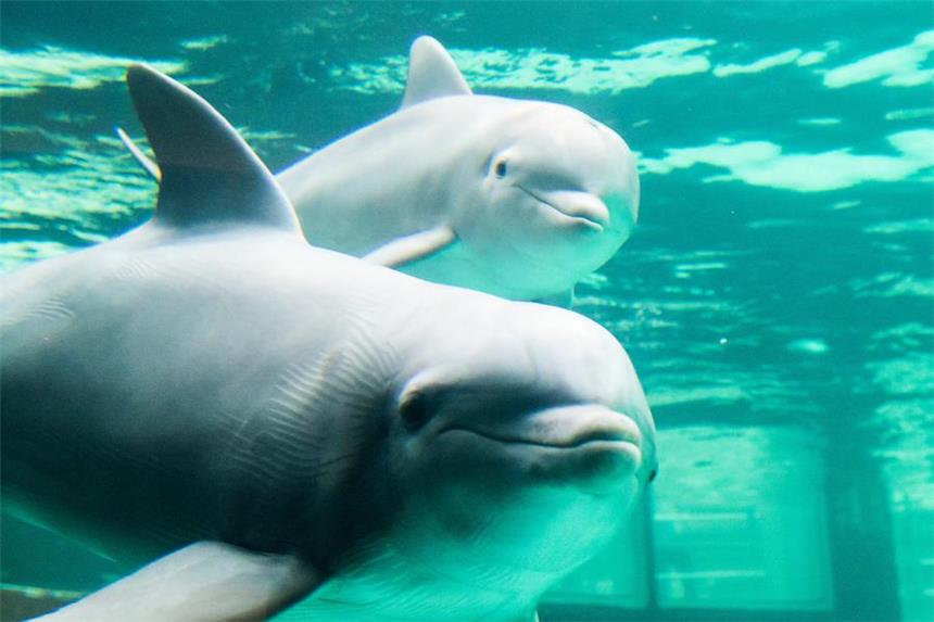 Delfin-Baby "Dobbie" tobt im Duisburger Zoo Das Delfin Jungtier Dobbie (oben) schwimmt in Duisburg im Delfinarium mit seiner Mutter Pepina in einem Becken.