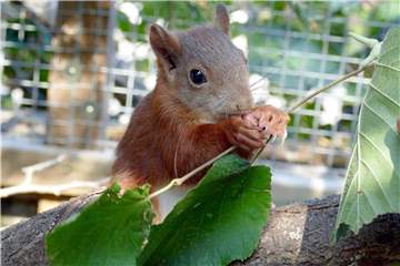 Das Eichhörnchen Pippilotta knabbert an einer Nuss. Foto: Larissa Fritzenschaf/Wildtierauffangstation Karlsruhe