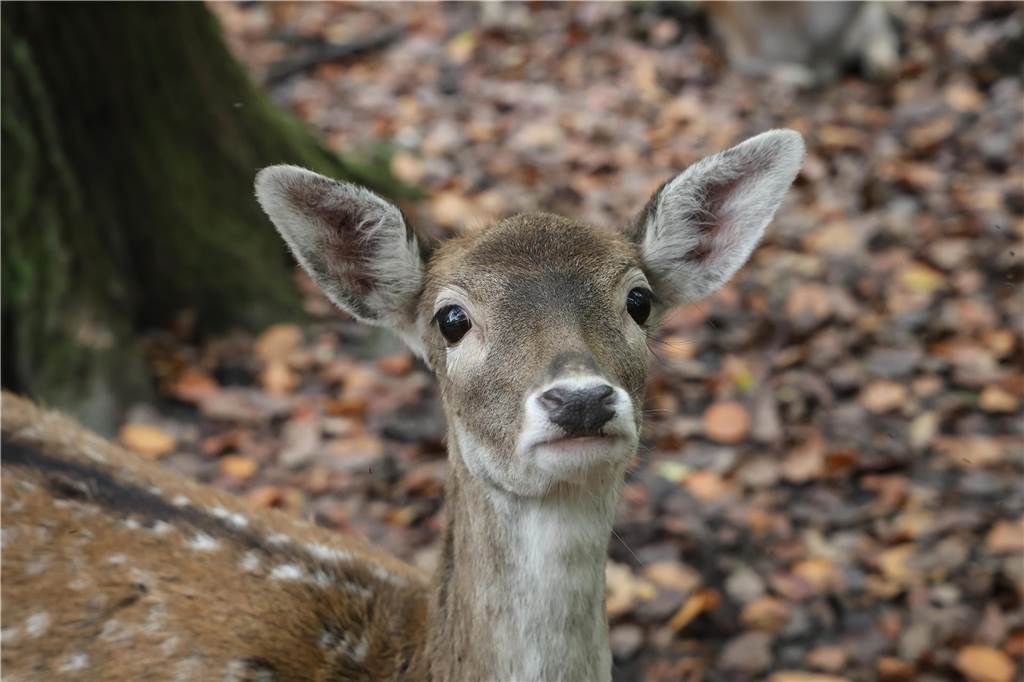 Ein Damwild im laubbedeckten Wald schaut neugierig in die Kamera.