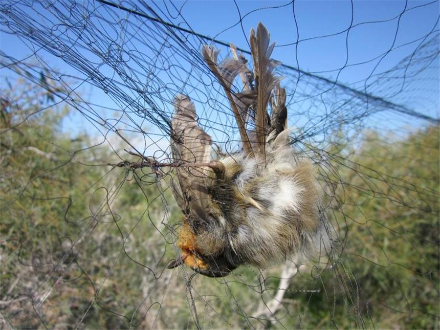 Jagd auf Zugvögel: Zyperns Naturschützer schlagen Alarm Das Ende einer großen Reise: Ein Rotkehlchen in einem Netz auf Zypern. Auf der Mittelmeerinsel werden Wildvögel illegalerweise gejagt. Foto: Birdlife Cyprus/Archiv