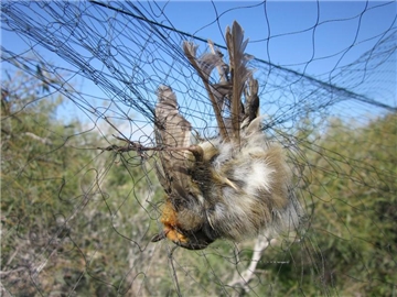 Das Ende einer großen Reise: Ein Rotkehlchen in einem Netz auf Zypern. Auf der Mittelmeerinsel werden Wildvögel illegalerweise gejagt. Foto: Birdlife Cyprus/Archiv