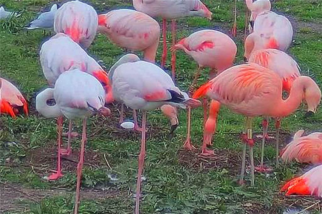 Flamingos in Zwillbrock brüten trotz niedrigem Wasserstand und gehen damit Risiko ein Das erste Ei haben Mitarbeiter der Biologischen Station Anfang Mai entdeckt.