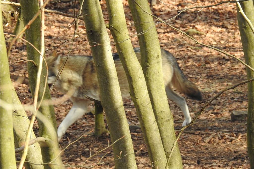 Sven Bieckhofe wartet stundenlang auf Wölfe und andere Wildtiere Ein Wolf im Wald. Sein Kopf versteckt sich hinter einem Baumstamm.