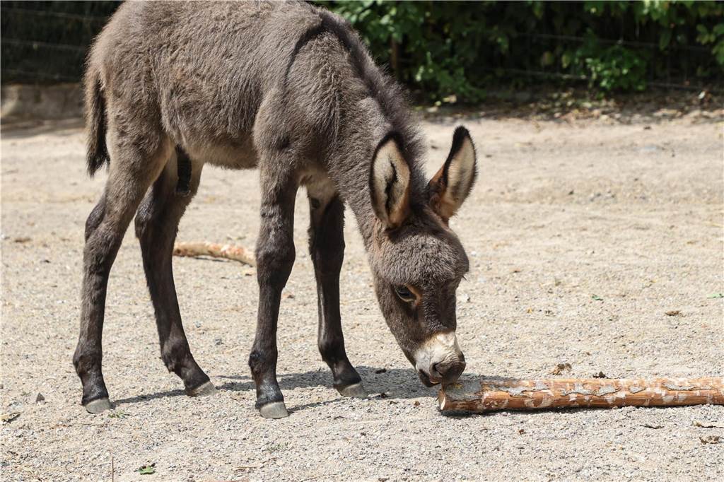 Das Eselfohlen Maxi ist am 29. Juni geboren. Seither erkundet es munter das Gehege.
