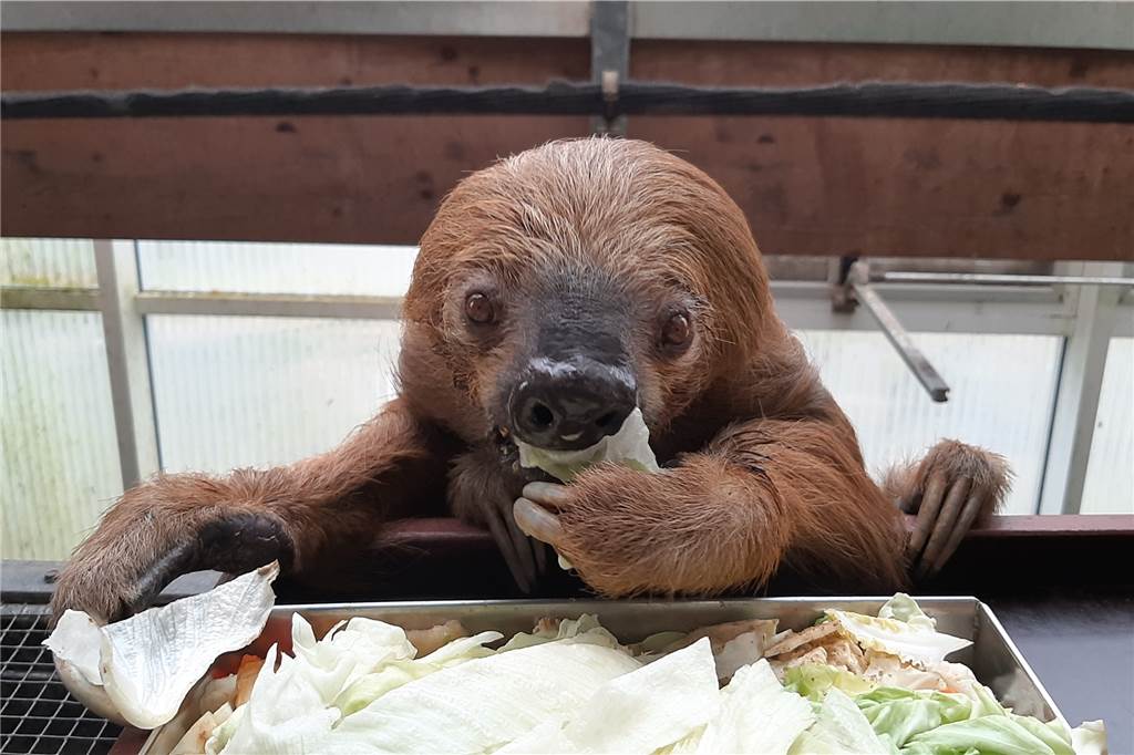 Geerbte Pinguine und Wildschweine im Wohnzimmer: Lustige Tiermeldungen aus NRW in 2022 Das Faultier aus dem Krefelder Zoo ist laut Guinness Buch der Rekorde das älteste in Gefangenschaft lebende Faultier der Welt.