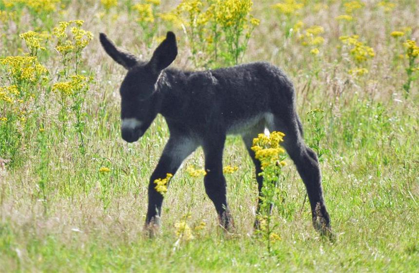 Doppeltes Glück: Poitou-Esel-Nachwuchs in Olfen Das Fohlen von Belaze.