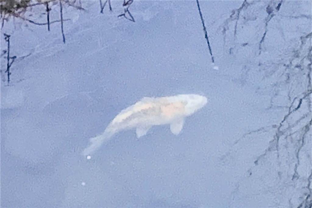 Frank Drews entdeckte einen weißen Koi im Mühlenstrang Das Foto, das Frank Drews gemacht hat, zeigt deutlich, wie groß das Exemplar ist.