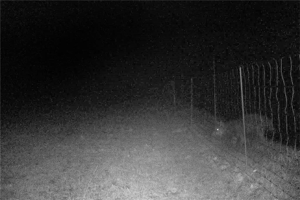 Zehnte Wolfsattacke bei Kurt Opriel - keine einfache Lösung in Sicht Das Foto der Wildkamera zeigt vermutlich einen Wolf am Zaun der Weide, auf der ein Schaf getötet wurde. Ob es sich um die Wölfin oder ihren Bruder handelt, ist nicht zu erkennen.