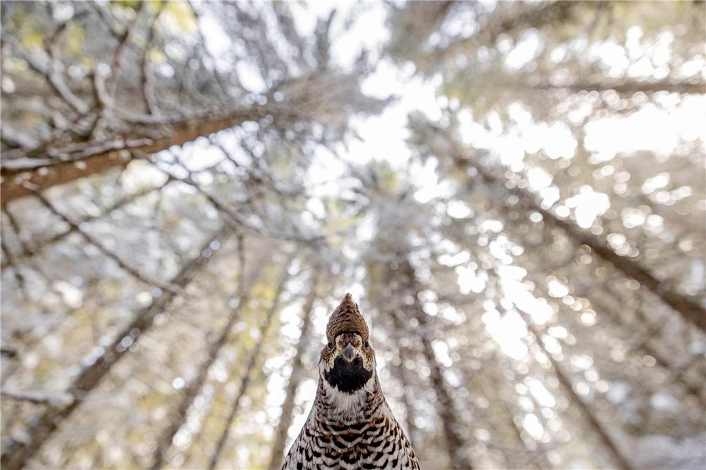 Ein Vogel schaut in Kamera. Oben sieht man Bäume.