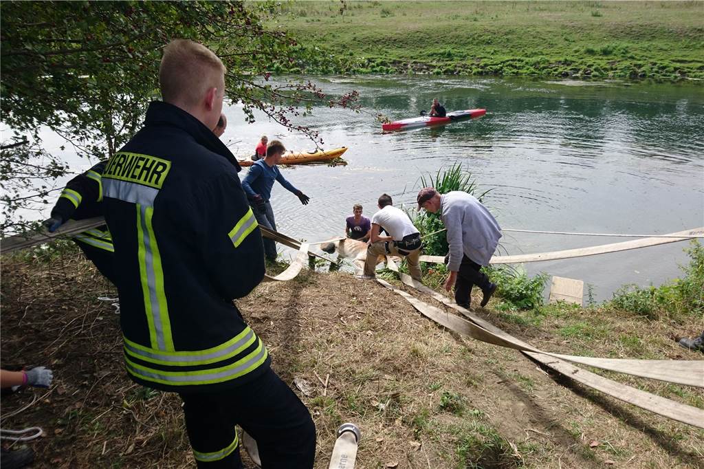 Pferd in der Lippe: War der Fluss die einzige Wasserquelle für das Tier? Das Foto zeigt die Stelle, an der das Tier aus dem Wasser gezogen wurde.