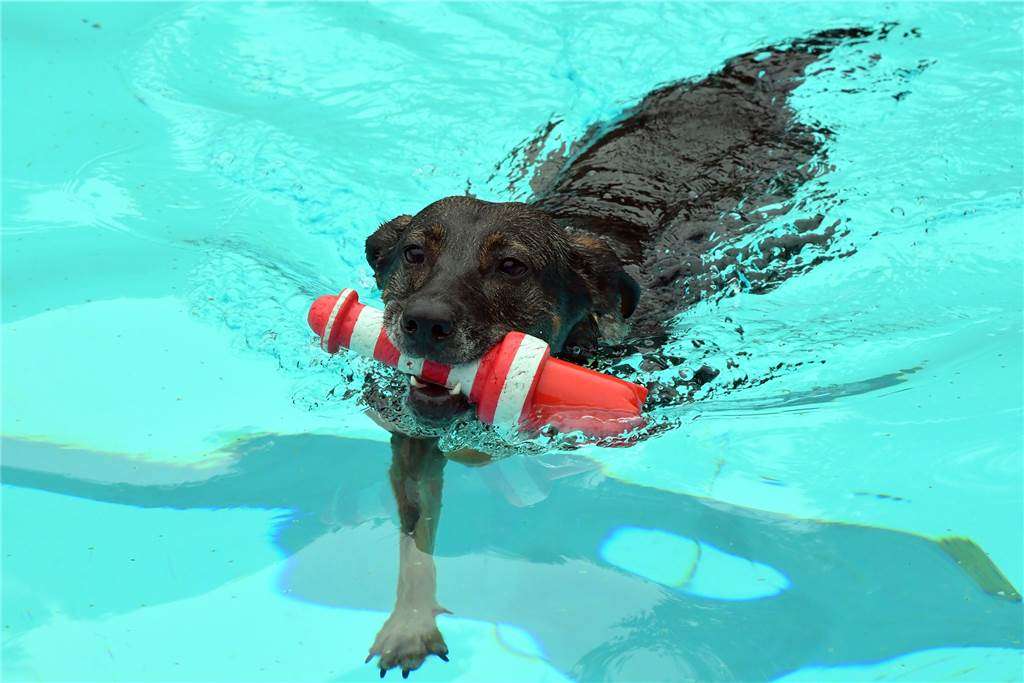 Das Freibad Brambauer lädt am 15.9. wieder zum beliebten Hundeschwimmen ein.