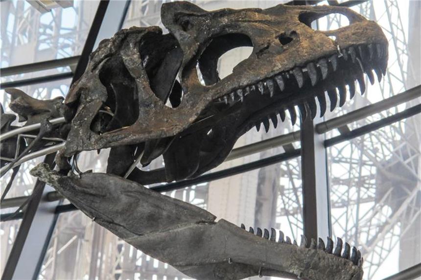 Ein Dinosaurier auf dem Eiffelturm Das für gut zwei Millionen Euro versteigerte Dinosaurierskelett wird vom Eiffelturm in ein französisches Museum umziehen. Foto: Pol O Gradaigh