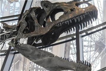Das für gut zwei Millionen Euro versteigerte Dinosaurierskelett wird vom Eiffelturm in ein französisches Museum umziehen. Foto: Pol O Gradaigh