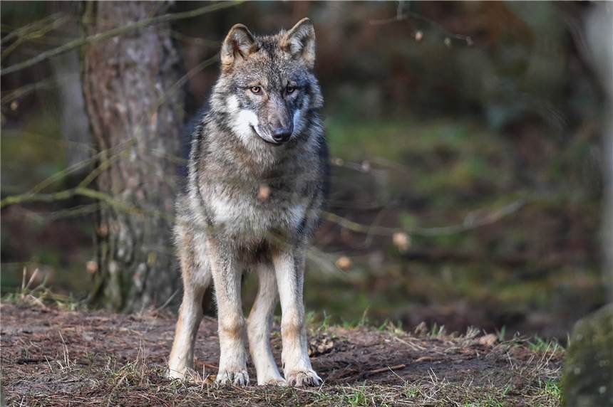 Gahlener Bürgerforum kritisiert das Wolfsmonitoring des LANUV Das Gahlener Bürgerforum fordert das LANUV auf, das Wolfsmonitoring ernst zu nehmen.