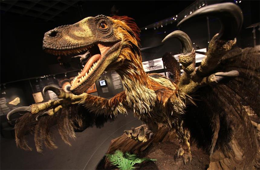 Gefiederte Dinosaurier sind die Stars im Museum Das gefiederte Modell des Raubsauriers Deinonychus ist in der Ausstellung im LWL-Museum für Naturkunde ein Blickfang.