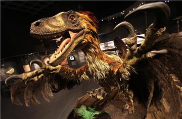 Das gefiederte Modell des Raubsauriers Deinonychus ist in der Ausstellung im LWL-Museum für Naturkunde ein Blickfang.