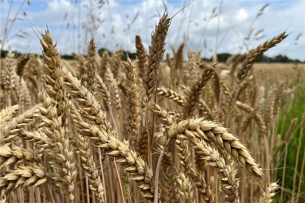 Landwirt Ludger Winkelkotte sieht Gentechnik als Chance Das Cas9 Verfahren kann helfen die Pflanzen resistenter zu machen.