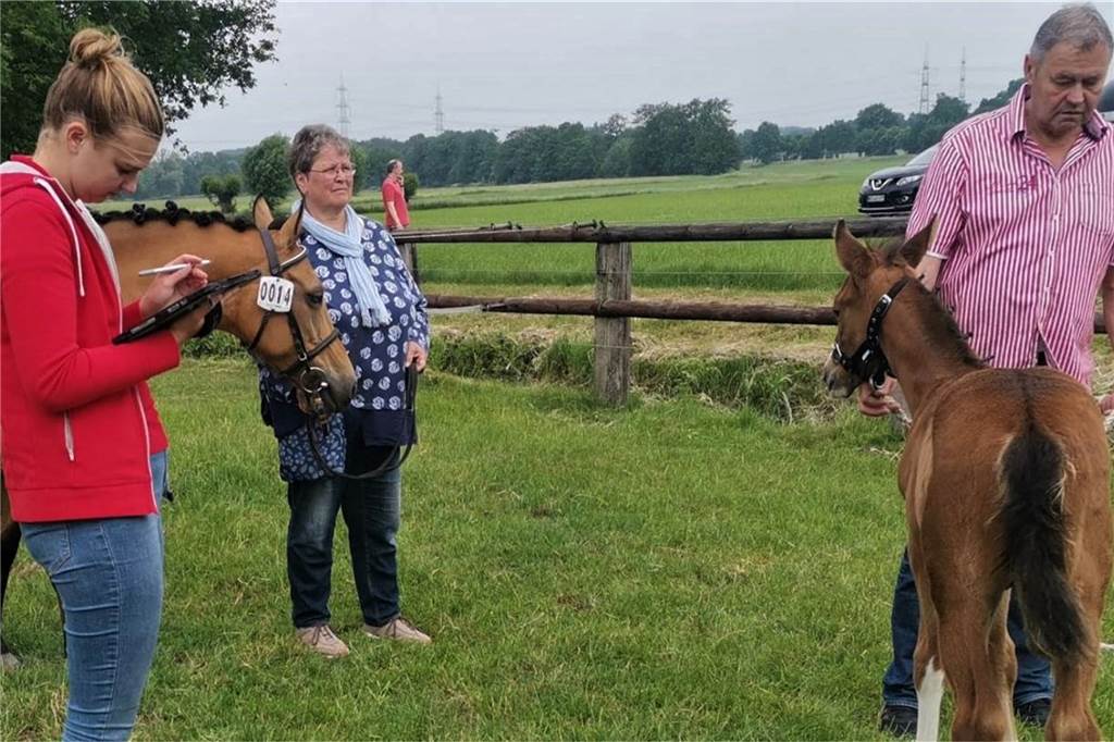 Das gerade mal ein Monat alte Fohlen vom Kirchhellener Ponyzüchter Hubert Fockenberg erreichte unter den 14 Kleinpferden immerhin Platz 4 - nach der Platzierung ging es direkt zum Registrierwagen des Pferdestammbuches.