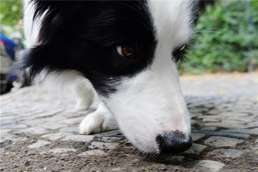 Das Gift wird in Leckereien versteckt, die die Hunde erschnuppern und im schlimmsten Fall fressen.