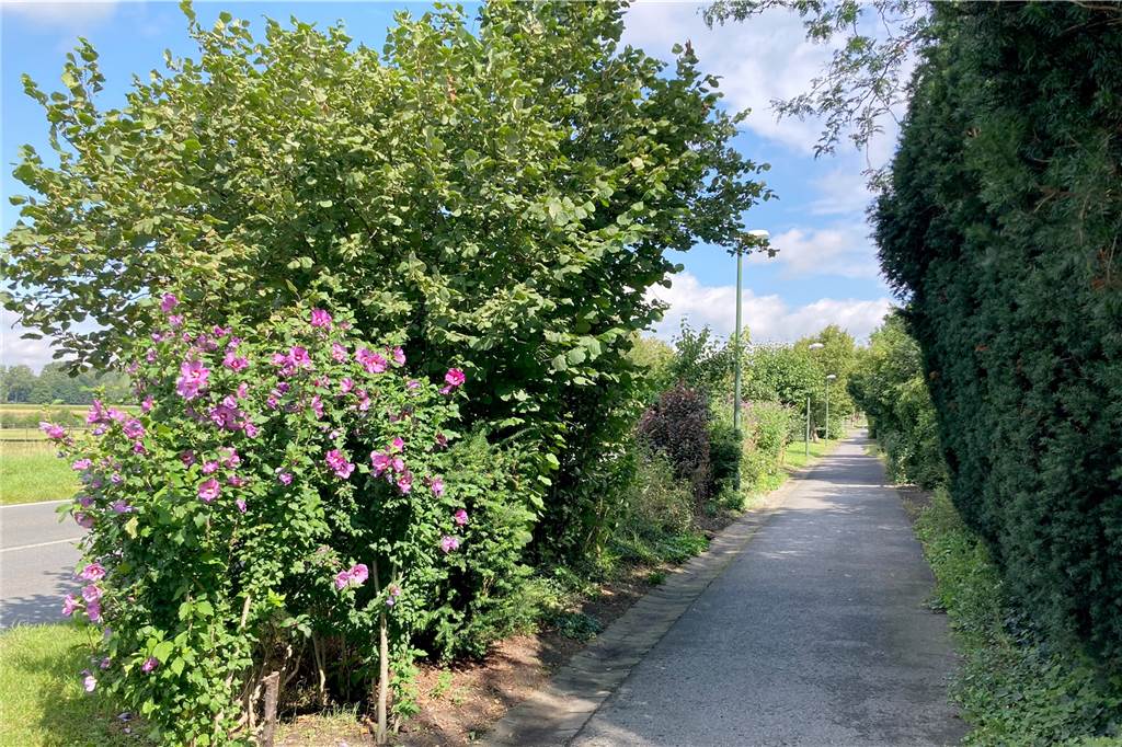 Wetter fördert Wildwuchs in Lünen: Auch Eigentümer müssen schneiden Das Grün sprießt stärker als in den vergangenen Jahren. Auch an der Borker Straße.