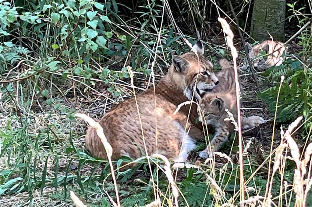 Viele Bilder und Video: So süß sind die Baby-Luchse im Halterner Naturwildpark Das Herz geht über, wenn man den liebevollen Umgang der Katzen miteinander beobachtet.