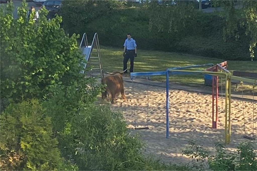 Polizeieinsatz: Ungewöhnlicher Spielplatzbesucher in Grafenwald Das Hochlandrind landete auf dem Spielplatz.