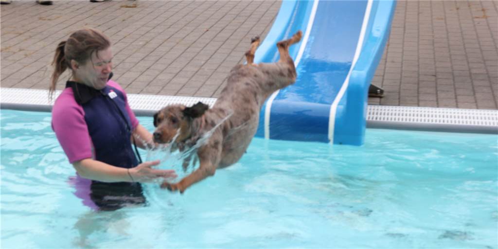Wasserspaß für Fellnasen: Im Freibad Brambauer durften Hunde ins Becken Das Hundeschwimmen im Freibad Brambauer am Sonntag war trotz schlechter Witterung beliebt. Mancher Vierbeiner nutzte sogar die Rutsche.
