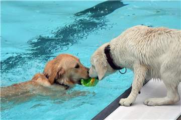 Das Hundeschwimmen zum Saison-Abschluss im Freibad Brambauer hat sich etabliert. Auch hier heißt es - ohne Ehrenamtliche ginge alles baden und vor die Hunde.