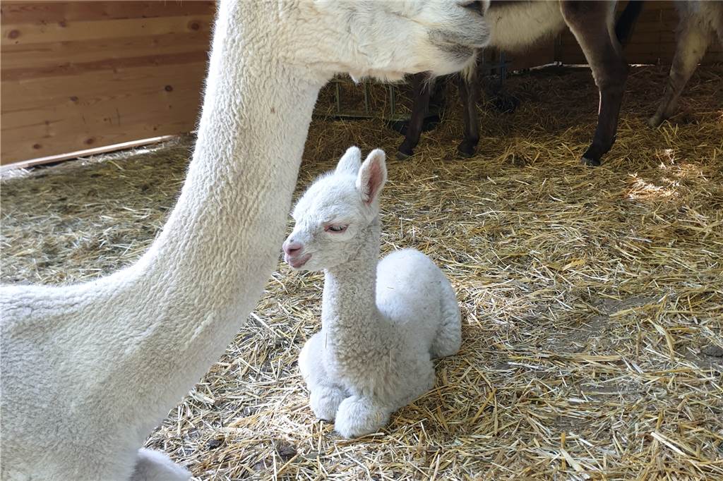 Alpaka-Baby in Dingen geboren - und keiner wusste von der Trächtigkeit von Mama Tabea Das ist das Alpaka-Baby Heinrich. Mutter Tabea brachte es Anfang Juli überraschend zur Welt.